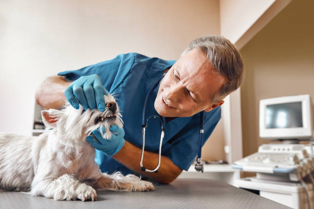Best Emergency Care for Gum Disease in Erda, UT